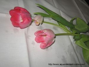vos-tulipes--4