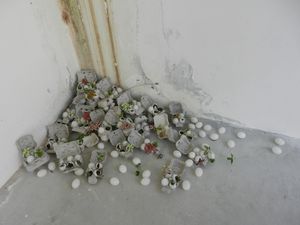 DSCN5927.JPG