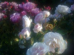 photo-copie-12.JPG