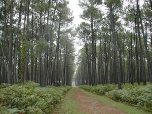 La-foret-landaise