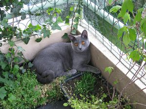 Animaux. 3886