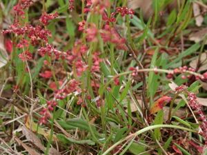 Rumex acetosela 16984 redimensionnerb