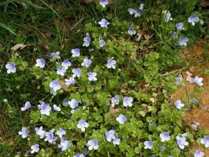 Veronica-chamaedrys_4898_redimensionnerb.jpg