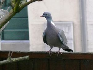 Khéops et le pigeon arrivée