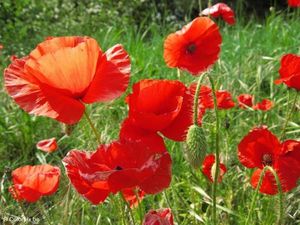 coquelicots-t4972.jpg