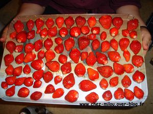 fraises 08