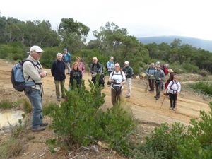 FORET DES MAURES (1)