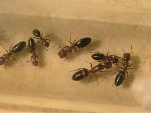 Camponotus truncatus-copie-1