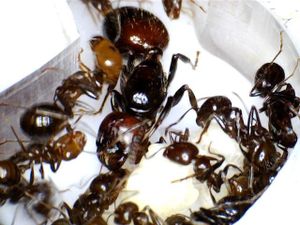 Gyne Messor barbarus 01. 08 10