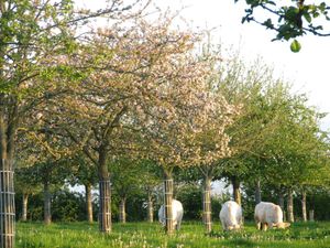 pommiers en fleurs petit format
