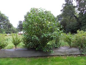 SDC13368