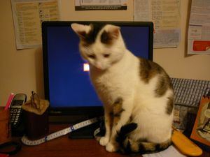 Photo 001