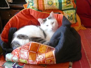 Photo 005