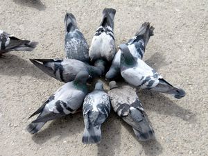 pigeons2