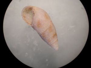 rissoina-reticulata-1.JPG