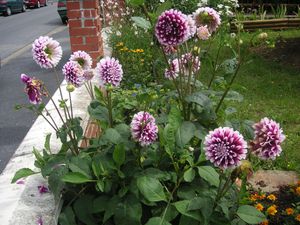 DAHLIA DEVANT 1 (1)