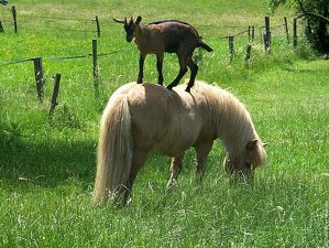 poney et biquette