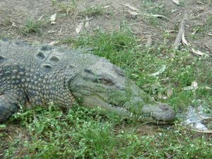 55.Billabong Sanctuary, Crocodile