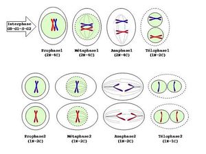 schema de la rencontre des cellules reproductrices