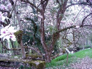 DSCN0971.JPG