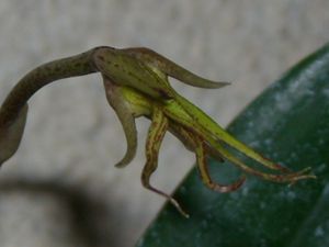 Bulbophyllum Elizabeth Ann 