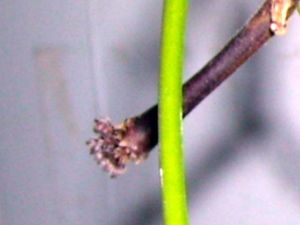 RSCN5748.JPG