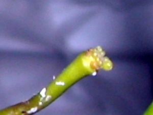 RSCN5749.JPG