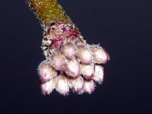 RSCN4988.JPG