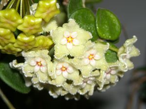 RSCN5188.JPG