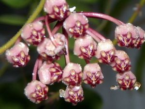 RSCN4767-copie-1.JPG