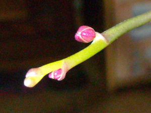 RSCN4781.JPG