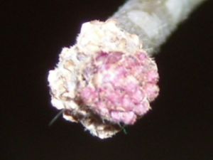 RSCN4800.JPG