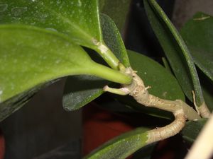 DSCN0619.JPG
