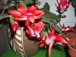 DSCN9764.JPG
