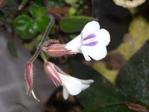 DSCN9786.JPG