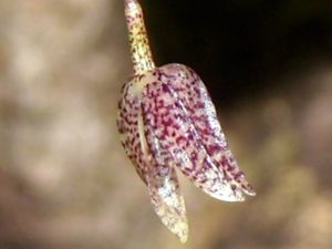 Pleurothallis-resupinata.JPG