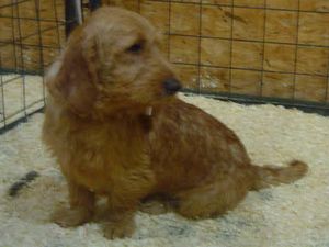 basset-fauve-de-bretagne
