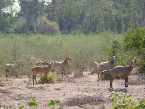rekki reserve antilopes