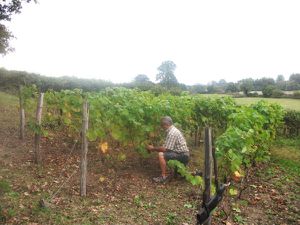 Samedi 6 octobre jour des vendanges