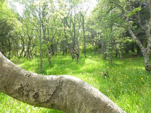 15-110-foret