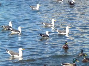 16-129-tjor