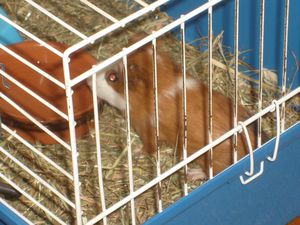 Choupi qui boit dans gamelle