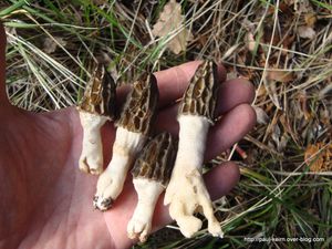 Cueillette des morilles 0 (30)