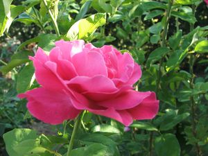 rose des jardins