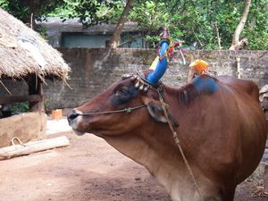 pentax-INDIA-1-363.jpg