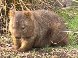 Golden Wombat