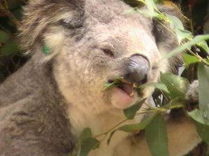 Koalas (3)