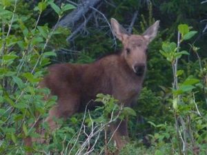 P1170601---bebe-moose.JPG