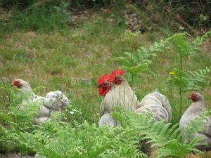 couple-Bantam.JPG