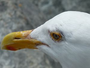 Tiburon, CA - 19